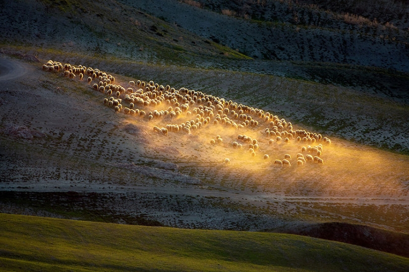 Stunning photo hunting for sheep in Tuscany Stunning photo hunting for sheep in Tuscany