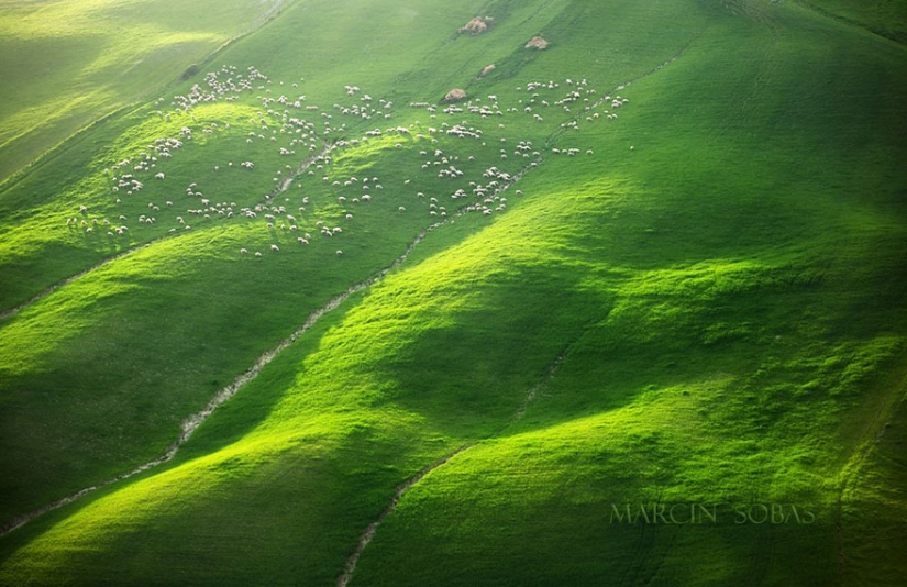 Stunning photo hunting for sheep in Tuscany Stunning photo hunting for sheep in Tuscany
