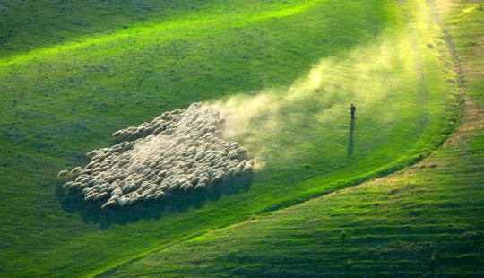 Stunning photo hunting for sheep in Tuscany