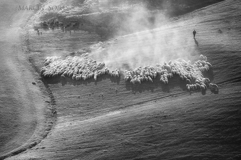 Stunning photo hunting for sheep in Tuscany Stunning photo hunting for sheep in Tuscany