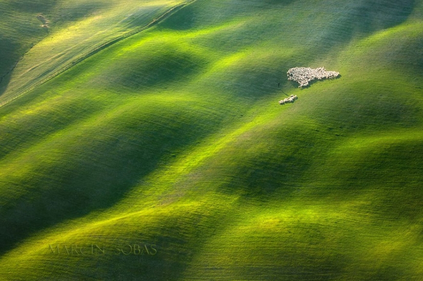 Stunning photo hunting for sheep in Tuscany Stunning photo hunting for sheep in Tuscany