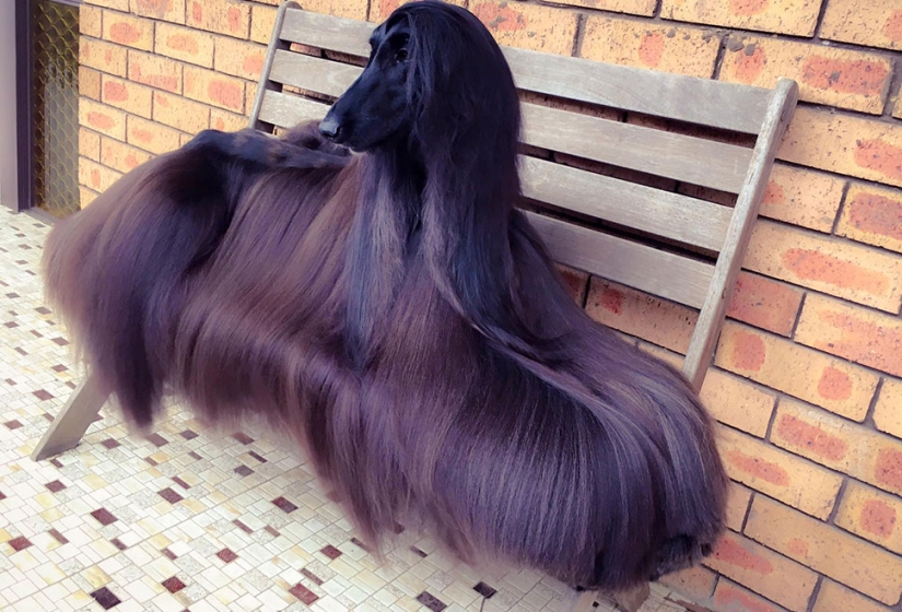 Suave como la seda: El galgo afgano que se convirtió en una estrella de Internet