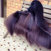 Suave como la seda: El galgo afgano que se convirtió en una estrella de Internet