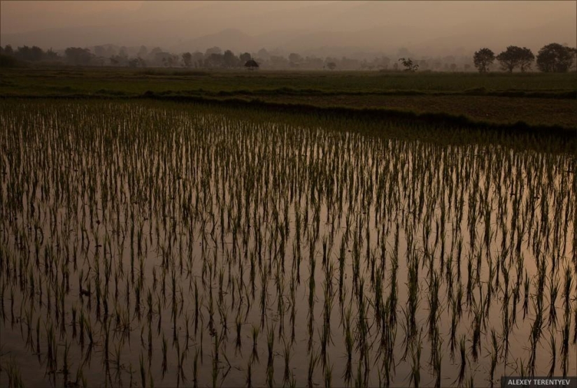 Sunrise over rice fields and monks feeding