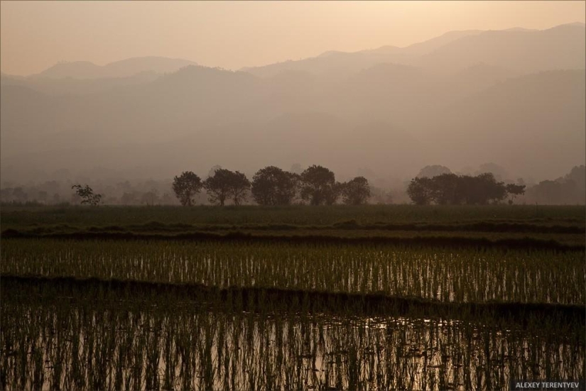 Sunrise over rice fields and monks feeding