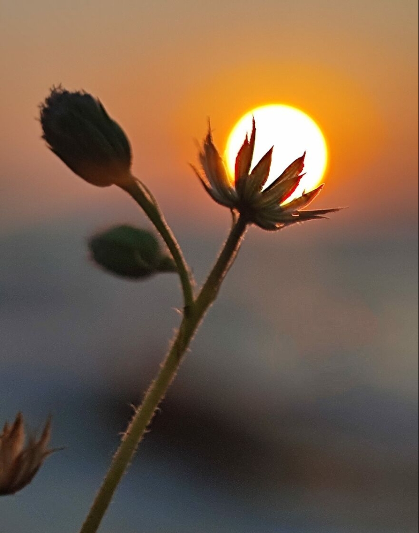 Sunset Stories: 17 Pics Of People’s Silhouettes, Plants And Insects By This Photographer