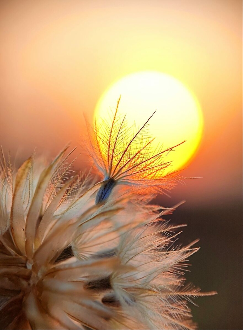 Sunset Stories: 17 Pics Of People’s Silhouettes, Plants And Insects By This Photographer