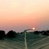 Sunset Stories: 17 Pics Of People’s Silhouettes, Plants And Insects By This Photographer