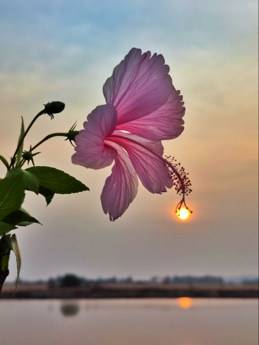Sunset Stories: 17 Pics Of People’s Silhouettes, Plants And Insects By This Photographer