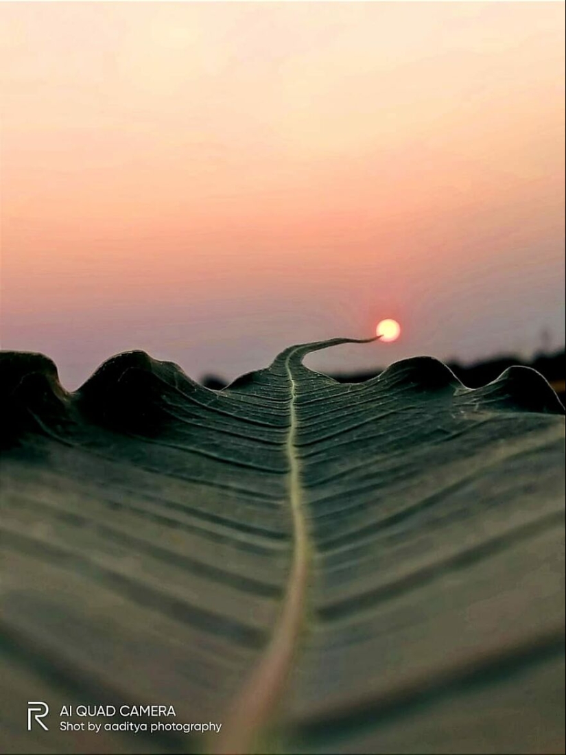 Sunset Stories: 17 Pics Of People’s Silhouettes, Plants And Insects By This Photographer