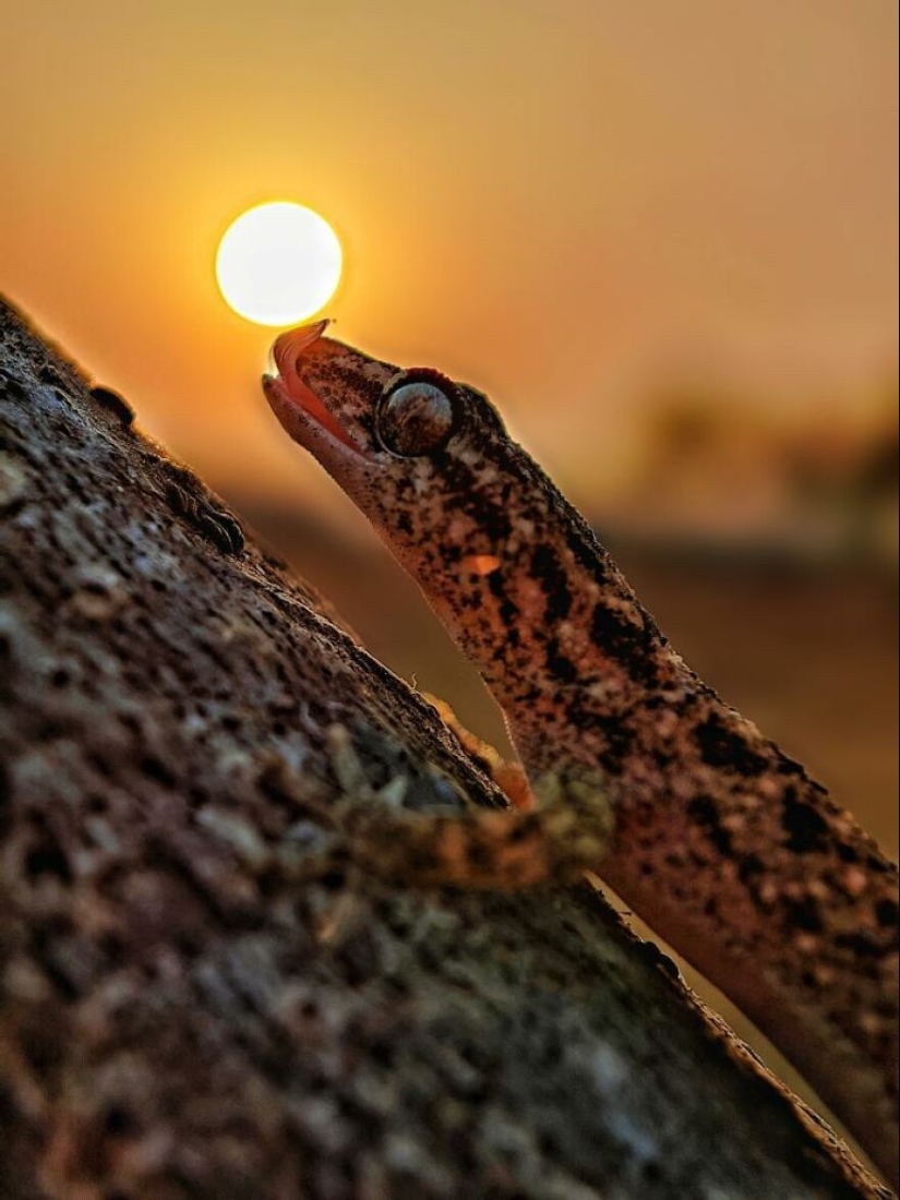 Sunset Stories: 17 Pics Of People’s Silhouettes, Plants And Insects By This Photographer