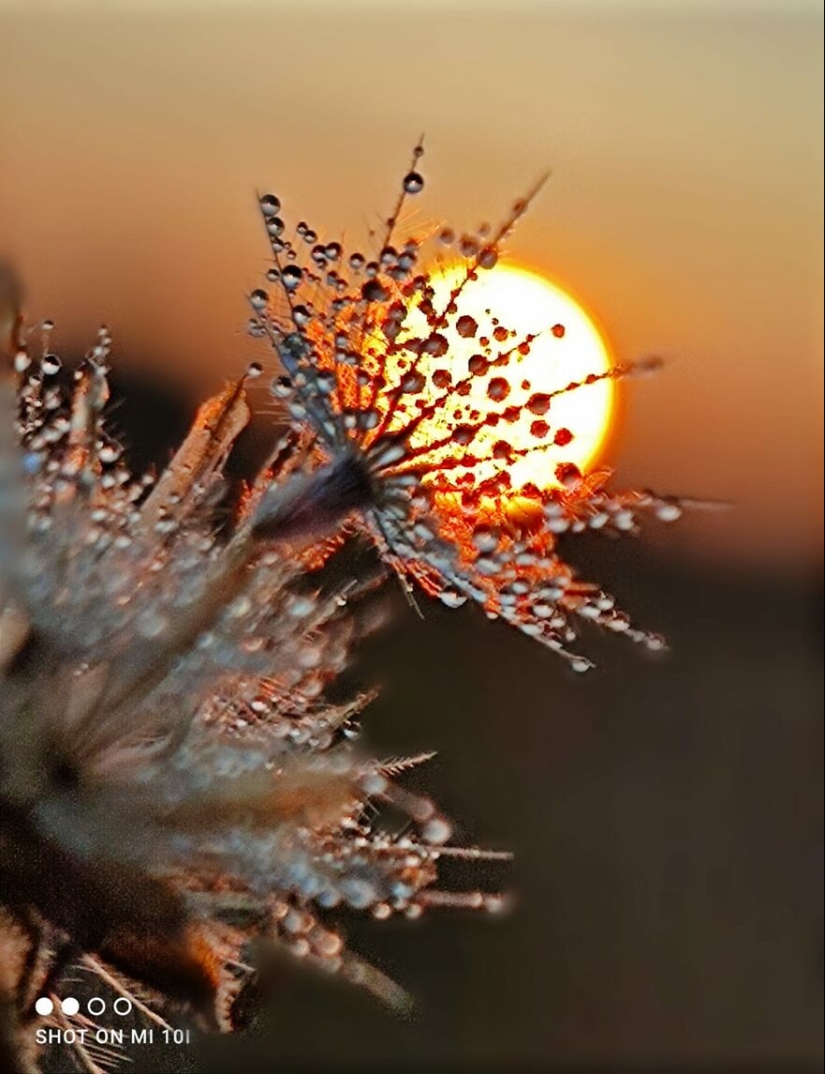 Sunset Stories: 17 Pics Of People’s Silhouettes, Plants And Insects By This Photographer