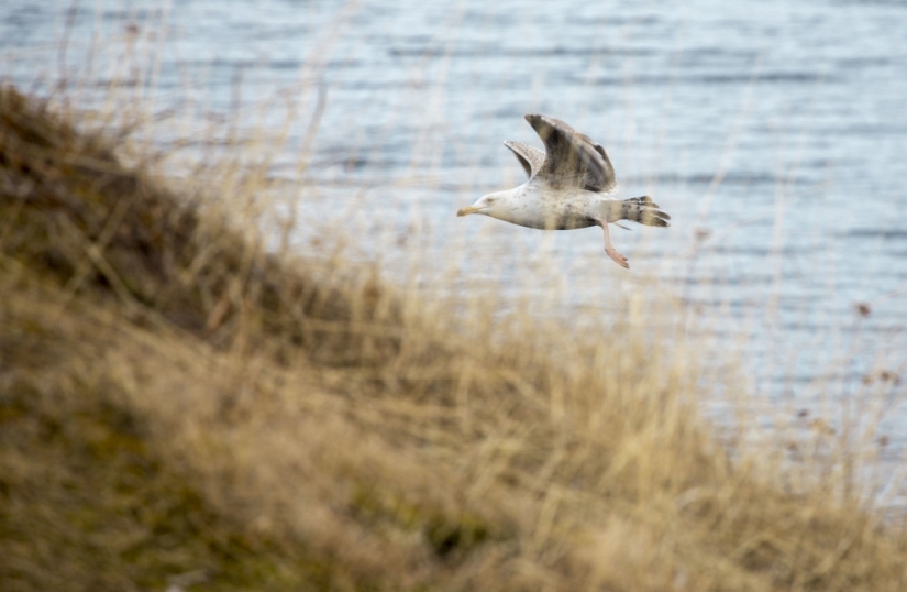Surfing in Russia is a reality! Surfing in Russia is a reality!