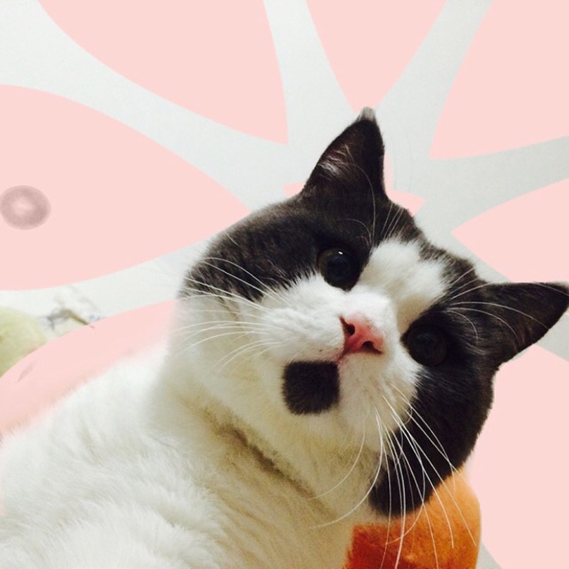 Surprised cat Banya, who is amazed by everything around Surprised cat Banya, who is amazed by everything around