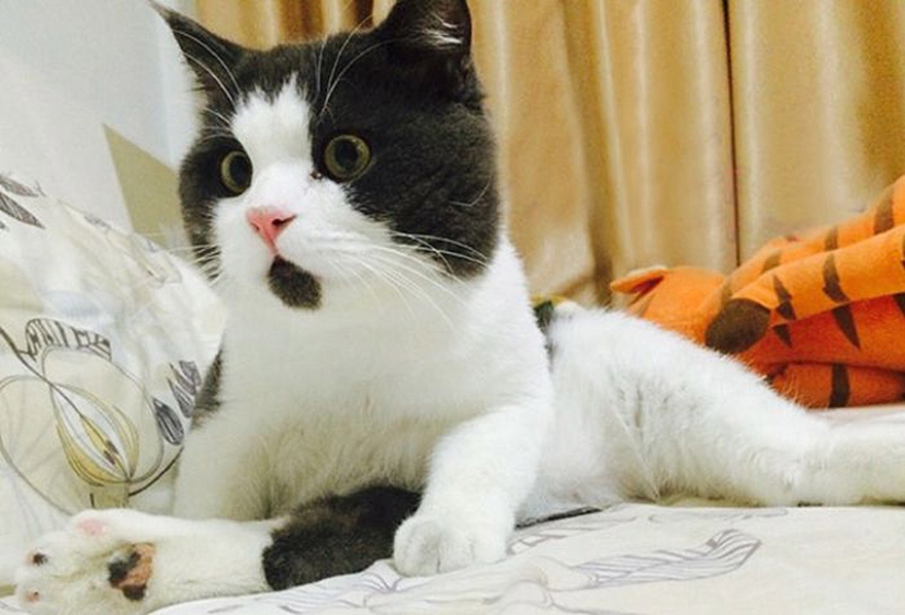 Surprised cat Banya, who is amazed by everything around Surprised cat Banya, who is amazed by everything around