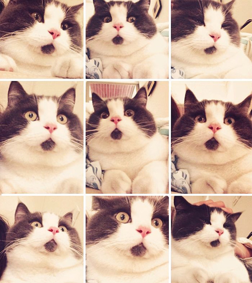 Surprised cat Banya, who is amazed by everything around Surprised cat Banya, who is amazed by everything around