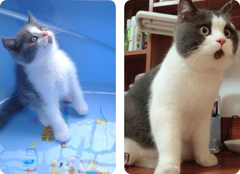Surprised cat Banya, who is amazed by everything around Surprised cat Banya, who is amazed by everything around