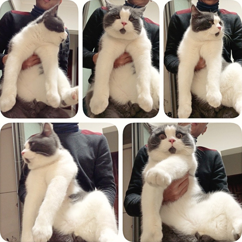Surprised cat Banya, who is amazed by everything around Surprised cat Banya, who is amazed by everything around