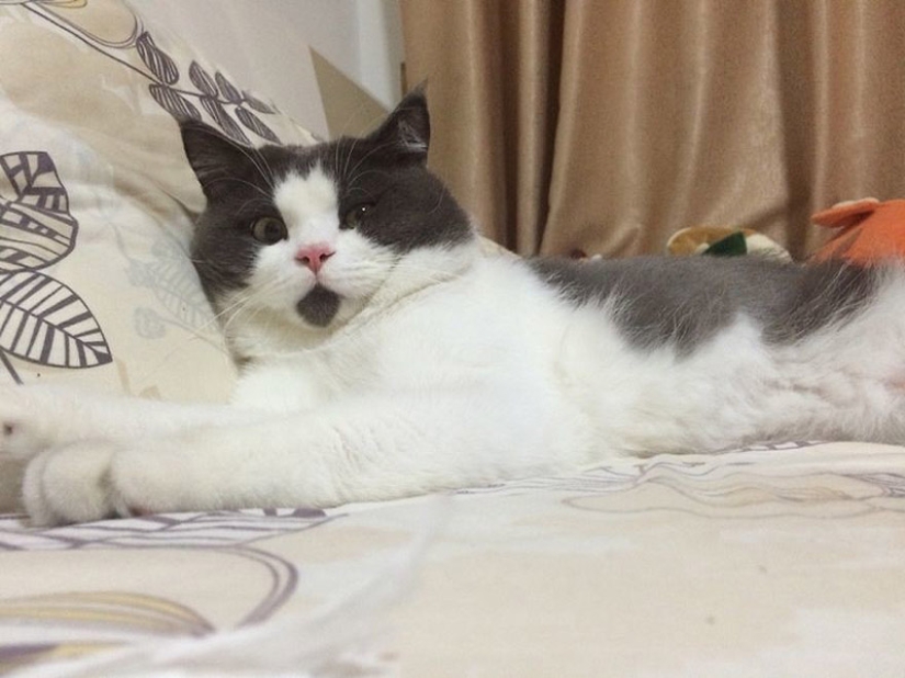 Surprised cat Banya, who is amazed by everything around Surprised cat Banya, who is amazed by everything around