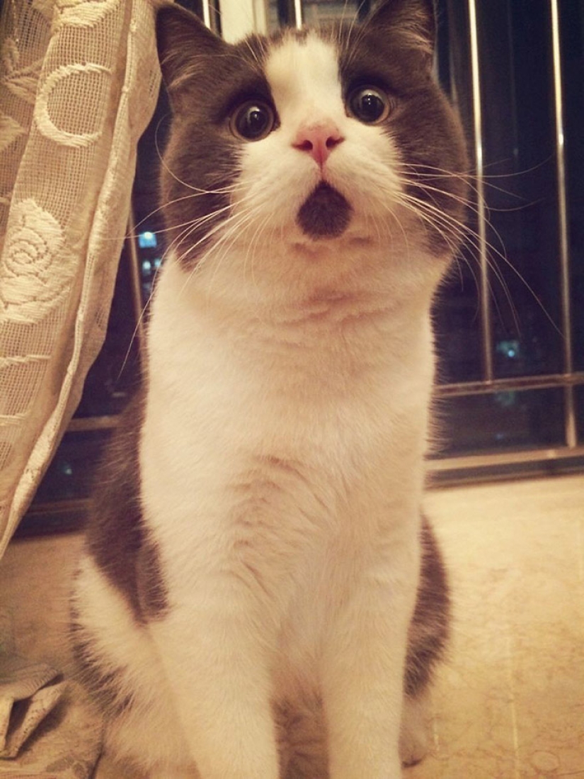 Surprised cat Banya, who is amazed by everything around Surprised cat Banya, who is amazed by everything around