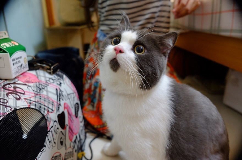 Surprised cat Banya, who is amazed by everything around Surprised cat Banya, who is amazed by everything around