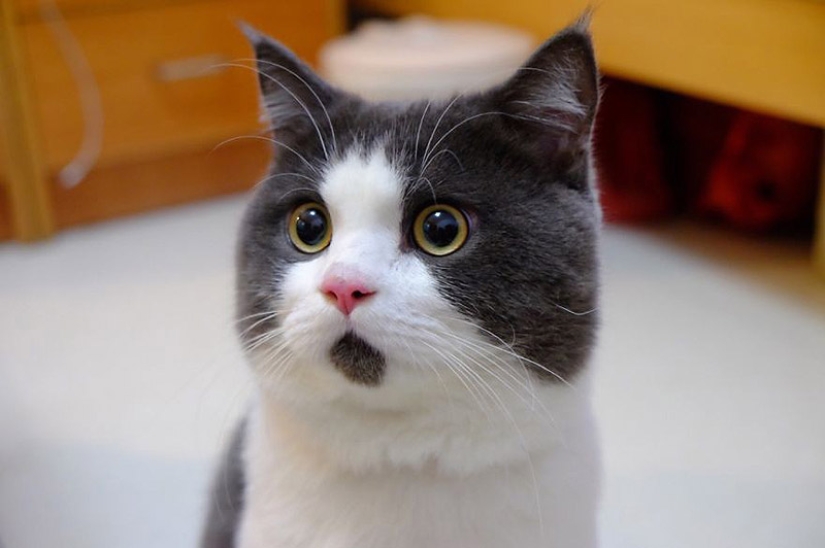 Surprised cat Banya, who is amazed by everything around Surprised cat Banya, who is amazed by everything around