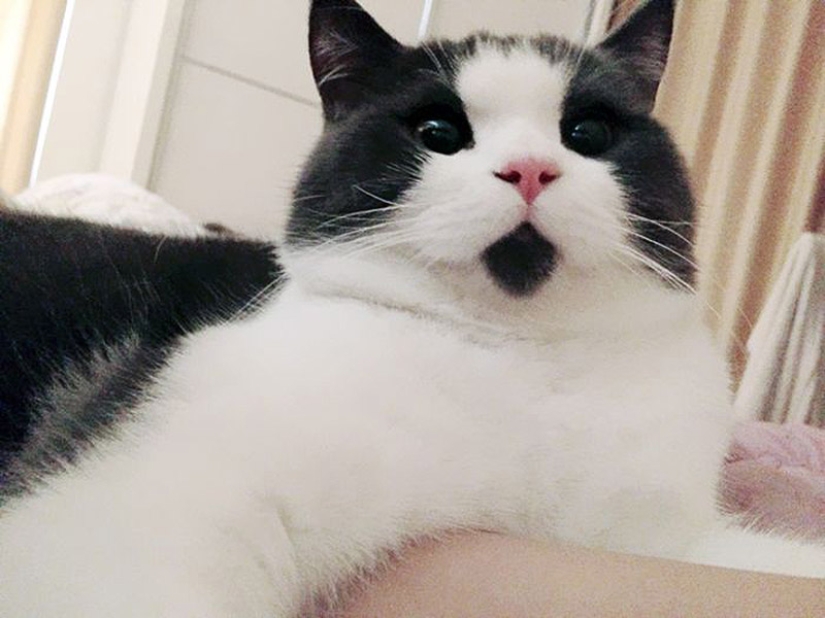 Surprised cat Banya, who is amazed by everything around Surprised cat Banya, who is amazed by everything around