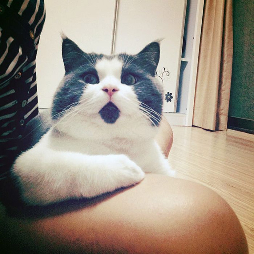 Surprised cat Banya, who is amazed by everything around Surprised cat Banya, who is amazed by everything around