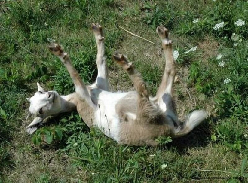 swooning goats
