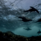 Synchronicity: the underwater world of Mikaela Skovranova