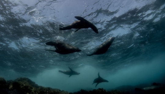 Synchronicity: the underwater world of Mikaela Skovranova