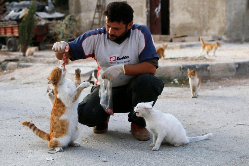 Syrian driver rescues abandoned cats Syrian driver rescues abandoned cats