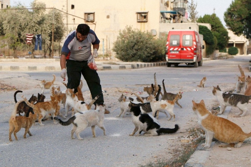 Syrian driver rescues abandoned cats Syrian driver rescues abandoned cats