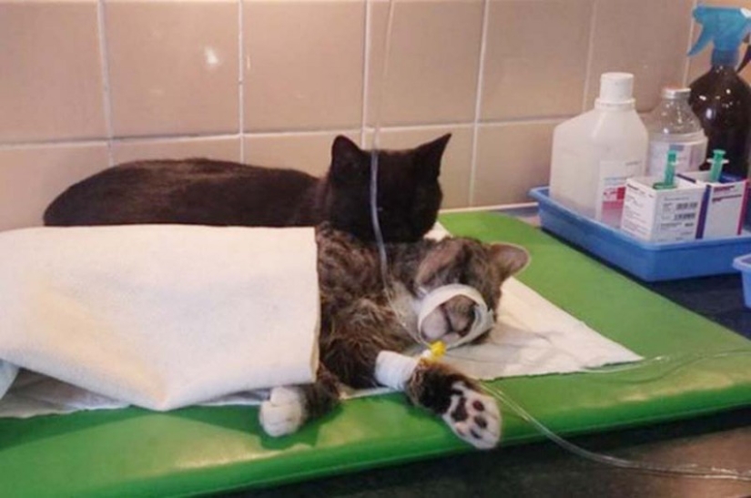 Tailed nurse: rescued cat now takes care of sick animals from the shelter