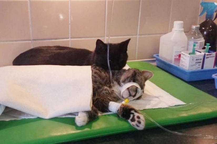 Tailed nurse: rescued cat now takes care of sick animals from the shelter