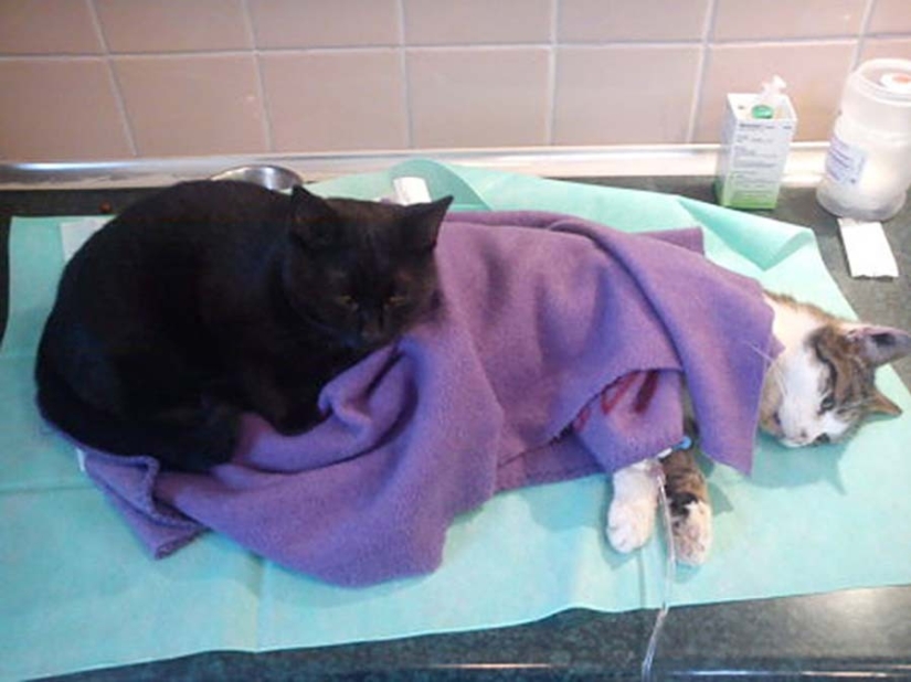 Tailed nurse: rescued cat now takes care of sick animals from the shelter