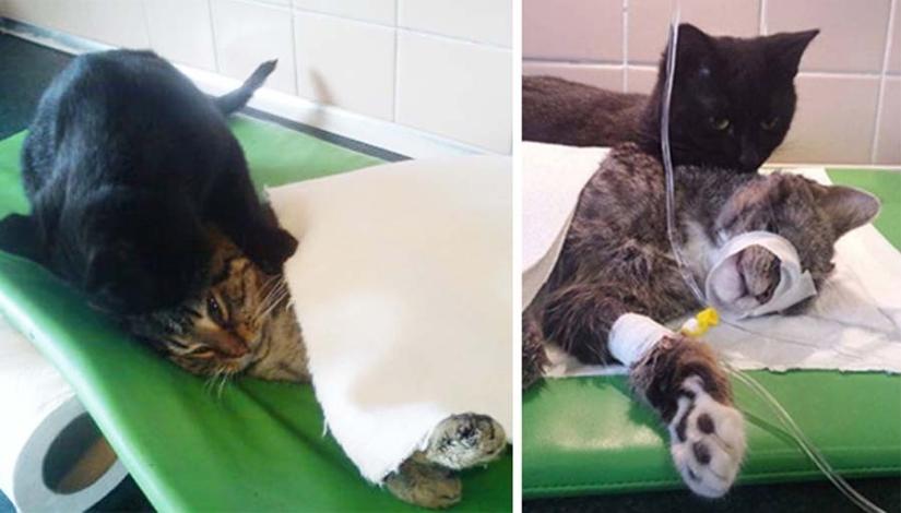 Tailed nurse: rescued cat now takes care of sick animals from the shelter
