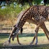 Tango apasionado interpretado por jirafas