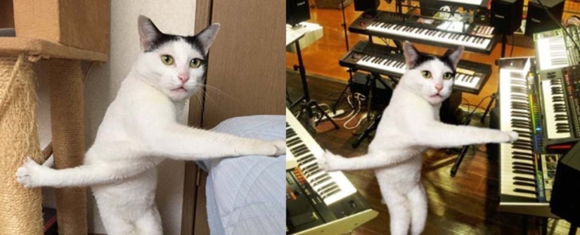 Tanto de día como de noche, el gato es científico: 7 animales con educación superior Tanto de día como de noche, el gato es científico: 7 animales con educación superior