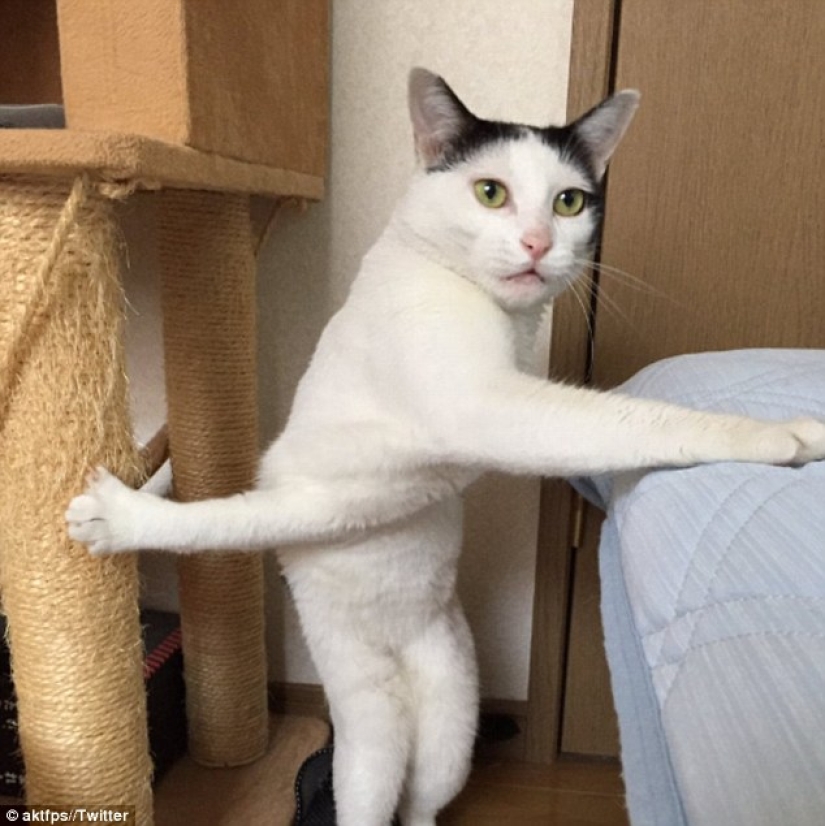 Tanto de día como de noche, el gato es científico: 7 animales con educación superior Tanto de día como de noche, el gato es científico: 7 animales con educación superior