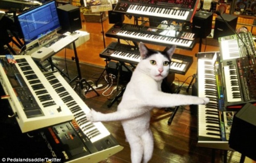 Tanto de día como de noche, el gato es científico: 7 animales con educación superior Tanto de día como de noche, el gato es científico: 7 animales con educación superior