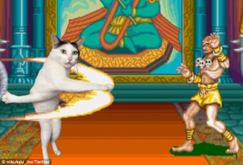 Tanto de día como de noche, el gato es científico: 7 animales con educación superior Tanto de día como de noche, el gato es científico: 7 animales con educación superior