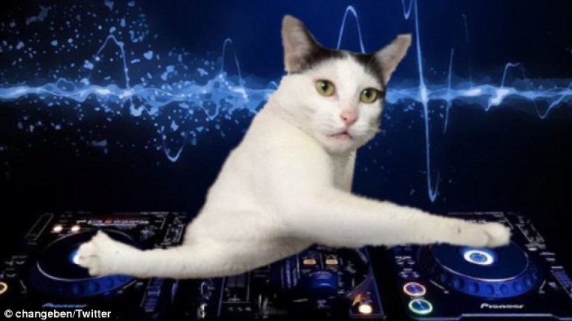 Tanto de día como de noche, el gato es científico: 7 animales con educación superior Tanto de día como de noche, el gato es científico: 7 animales con educación superior