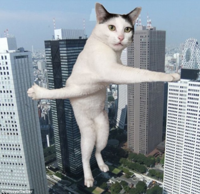 Tanto de día como de noche, el gato es científico: 7 animales con educación superior Tanto de día como de noche, el gato es científico: 7 animales con educación superior
