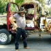 taxidermy truck taxidermy truck