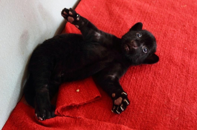 ¡Temedme! Único cachorro de tigre negro sin rayas posando solo para ti ¡Temedme! Único cachorro de tigre negro sin rayas posando solo para ti
