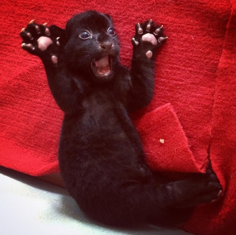 ¡Temedme! Único cachorro de tigre negro sin rayas posando solo para ti ¡Temedme! Único cachorro de tigre negro sin rayas posando solo para ti