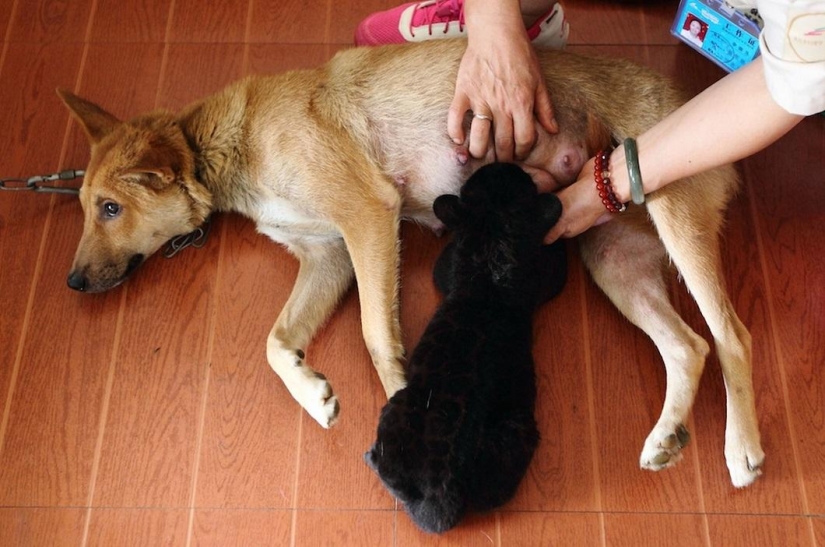 ¡Temedme! Único cachorro de tigre negro sin rayas posando solo para ti ¡Temedme! Único cachorro de tigre negro sin rayas posando solo para ti