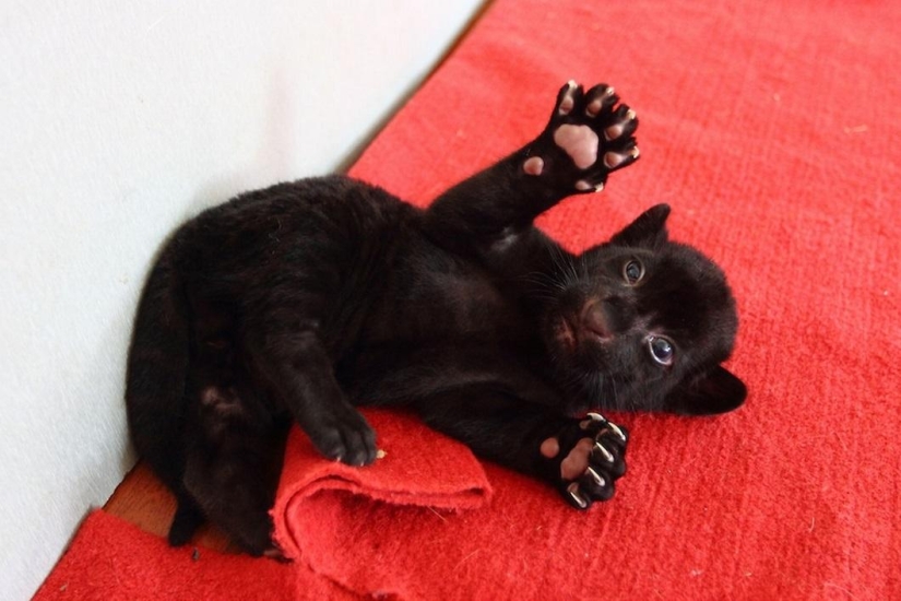 ¡Temedme! Único cachorro de tigre negro sin rayas posando solo para ti ¡Temedme! Único cachorro de tigre negro sin rayas posando solo para ti