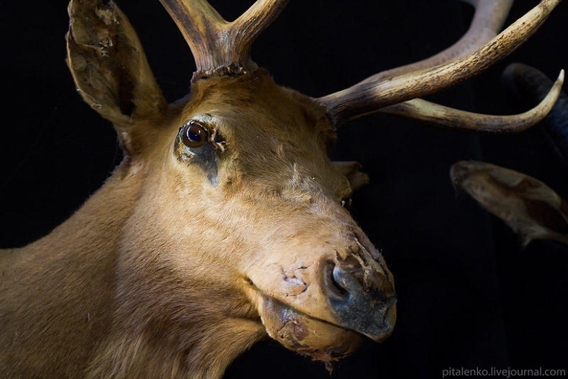Temple of Death. The black house of Baan Si Dum. Northern Thailand Temple of Death. The black house of Baan Si Dum. Northern Thailand
